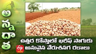 Kharif Groundnut Varieties for A.P  | ఉత్తర కోస్తాలో ఖరీఫ్‌ సాగుకు అనువైన వేరుశనగ రకాలు | ETV