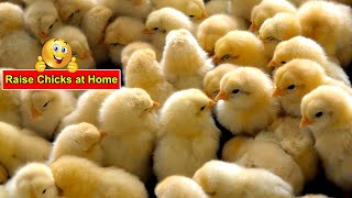 White Leghorn Chickens || Raising Baby Chicks