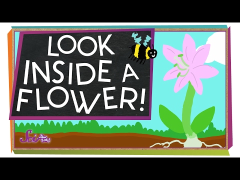 Look Inside A Flower Science Project For Kids Art Integrated
