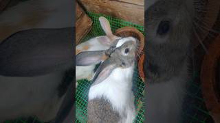 Eating foods my lovely Rabbits ❤️  #rabbit