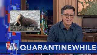 Quarantinewhile... Sleepy Arctic Walrus Wakes Up In Ireland