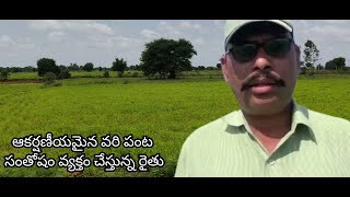 Paddy / వరి