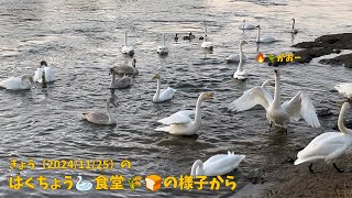 きょうのハクチョウ 🦢 食堂の様子から 2024/11/25 A scene of diner for swans 🦢