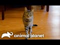 House Cat Missy Won’t Stop Attacking Her Roommate! | My Cat From Hell | Animal Planet