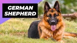 German Shepherd 🐶 What To Expect As A New Owner!