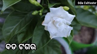 ବଡ ଟଗର ଫୁଲ ଗଛ😍