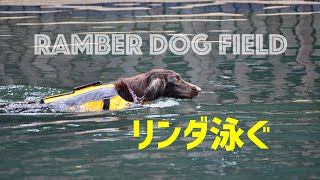 【RAMBER DOG FIELD】フラットコーテッドレトリーバーのリンダ泳ぐ #27