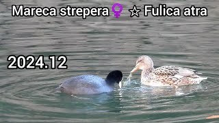 Gadwall, Eurasian coot (Common coot) | Ducks in the park - imperial palace | December 2024