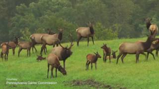 SciTech Now - Pennsylvania Elk