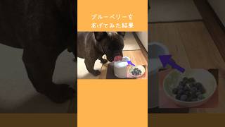 ブルーベリー狩りに行ったので、おすそわけしました。#フレンチブルドッグ #dog