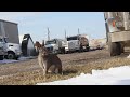 calgary a wildlife mini documentary