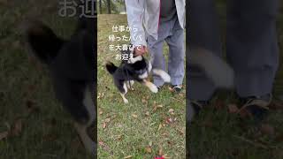 散歩中にパパが現れたら、、大はしゃぎ😀 #cute #柴犬 #dog