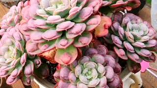 多肉植物资料39-雨滴 Echeveria Rain drops