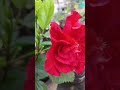 রঙের ছটা rooftopgardens rooftop gardening hibiscus