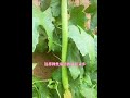 絲瓜這樣管理，接的絲瓜又長又多，你學會了嗎？￼ diygardening