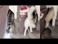 Husky Gets Stuck in a Hole! On Purpose! #shorts