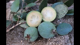 Feijoa/Goiaba serrana árvore e fruto