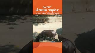 เด็กแห่ชม “หมูด้วง” หลานชาย “หมูเด้ง” แน่นสวนสัตว์ขอนแก่น | ข่าวเที่ยง | 11 ม.ค. 68