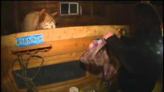 Helping veterans overcome PTSD with horses