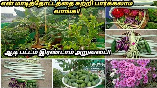 ஆடி பட்டம்||My terrace Garden Tour||மாஸ் அறுவடை||கண்கவர் அழகிய பூக்கள்||செடி, கொடிகளின் வளர்ச்சி.