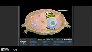 w10 Cells Alive