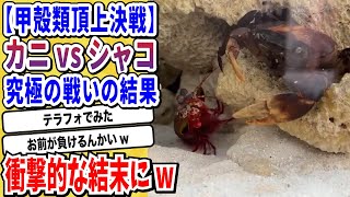 【2ch動物スレ】進化の終着点「カニ」vs 海底のチート生物「シャコ」甲殻類最強の座をかけた争いの結果wwwww【なんj】