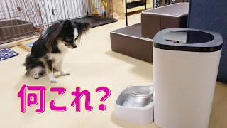 初めて自動給餌器を体験したチワワ犬