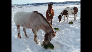 Ten Sleep Wyoming Horse Fodder