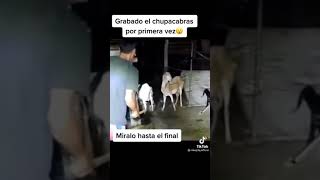 Video real del chupa cabras 2021 por fin visto en cámara comiendo su presa una indefensa cabra