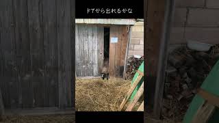 ドアから出れるかな #animals #動物 #ペット