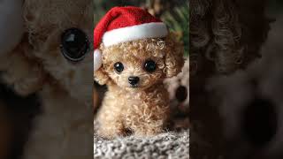 [Handheld Toy Poodle] Stuffed Toy?Toy Poodle!