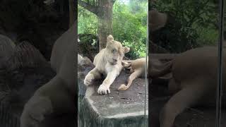 สิงโตขาว White Lion #SunShine_Story789 #zoo  #Beautiful  #photography #animal #animals  #shorts