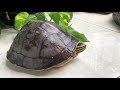 マレーハコガメがやってきた amboina box turtle southeast asian box turtle came to my room