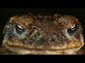 rakali — eviscerates poisonous toads alive and hunts ducks rakali vs toad and crayfish