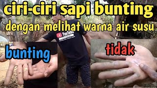 CIRI CIRI SAPI BUNTING  DENGAN MELIHAT WARNA AIR SUSUNYA