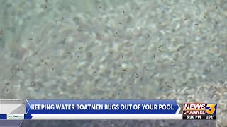 Keeping water boatmen bugs out of your pool