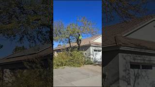 Cortando la mitad de arbol de mezquite #arizona #arborista #landscaping #fy #seguridad #removal