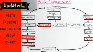 Fetal (foetal) Circulation - Flow Chart - Easy to Understand