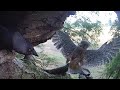 Kestrel Fights Off Jackdaw Intruder 🦅⚔🦅  | Athena & Apollo | Robert E Fuller