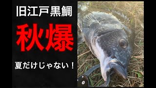 秋の黒鯛ゲーム！！旧江戸川は黒鯛の宝庫　シーバスも見れました