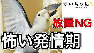 コザクラインコの発情期【飼い主が出来る対策】