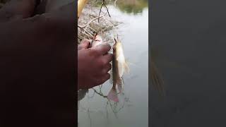 🔥🎣ஒரே நாளில் எத்தன டபுல் ஜிலேபி மீன்பிடி 🎣🔥