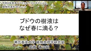 植物生産科学ユニット ミニ講義「ブドウの樹液はなぜ春に滴る？」 春日 純 助教