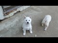 生後2か月柴犬子犬達の外遊び