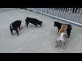 生後2か月柴犬子犬達の外遊び