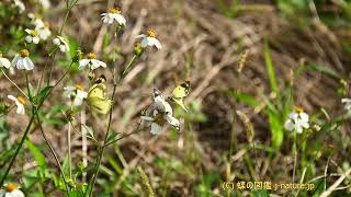 モンキチョウの求愛行動