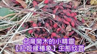 台灣欒木的小精靈【紅姬緣椿象】生態欣賞