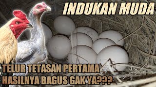 Bagus/Tidak⁉️ | Telur Tetasan Pertama Dari Indukan Muda