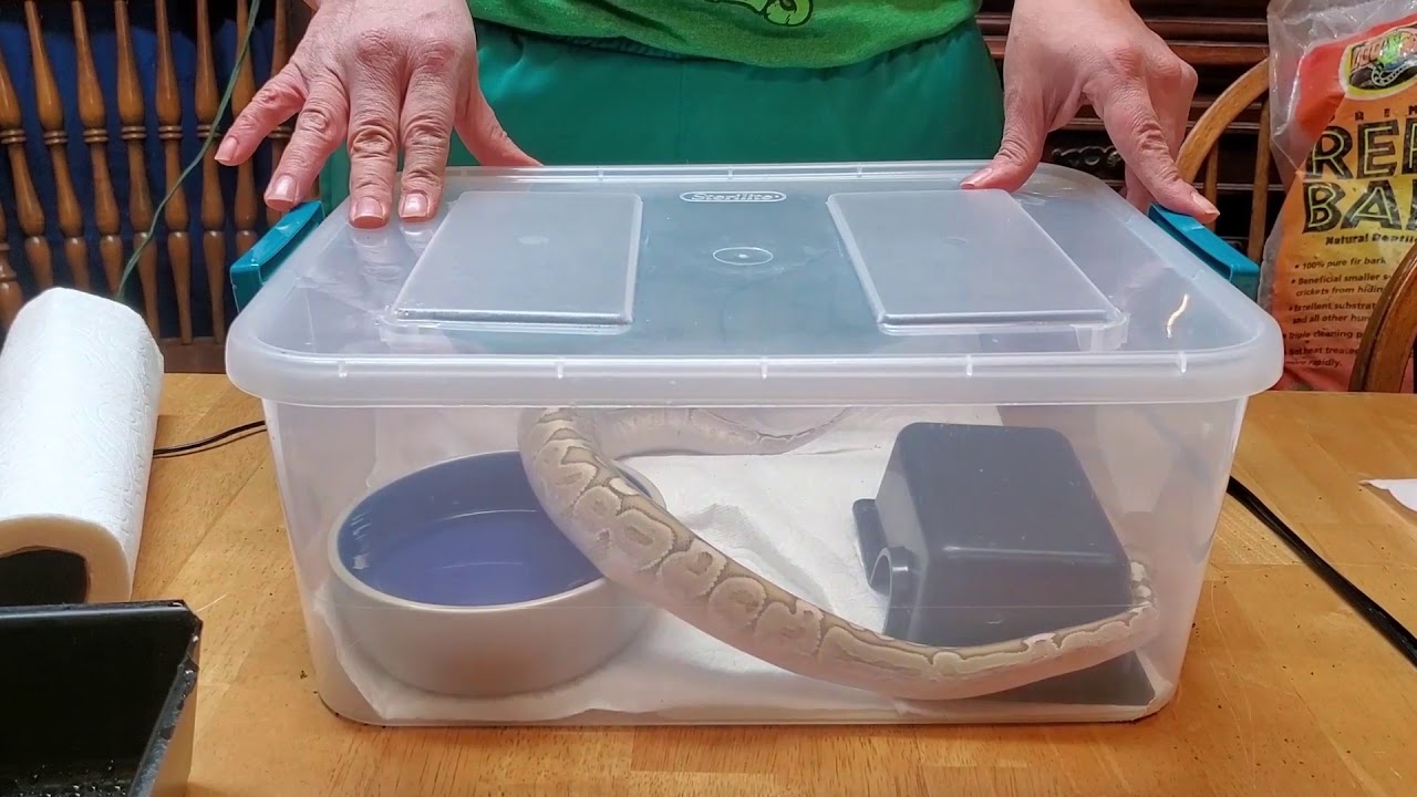 The Complete Guide To Setting Up The Perfect Ball Python Tub Habitat