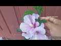 hibiscus plant care tips how to grow hibiscus from cutting blue hibiscus hibiscus variety